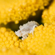 Image for article titled Ninja-Like Ambush Bugs Don't Subsist on Meat Alone